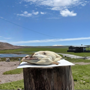 Kars Kaz Eti-Tuzlu (2500 - 2800 GR)