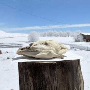 Kars Kaz Eti-Tuzlu (2500 - 2800 GR)