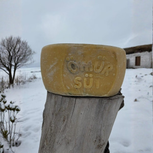 Teker Eski Kaşar (12.200 - 12.500 GR)